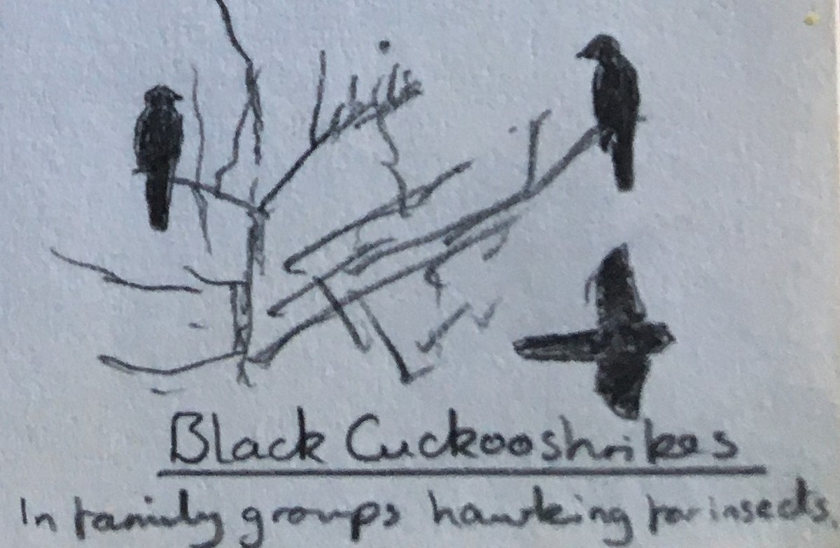 Black Cuckooshrike - Andy Parkes