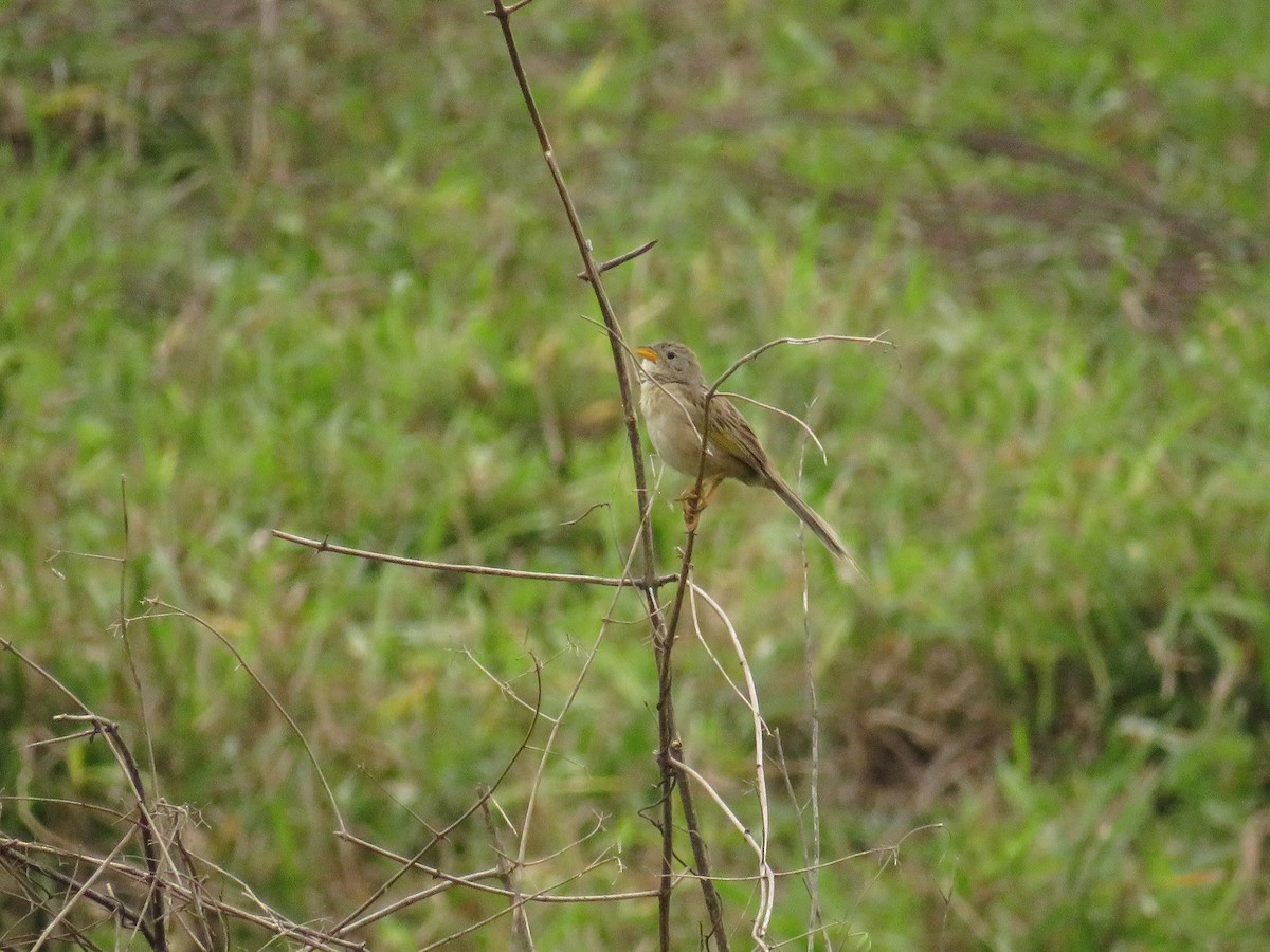 Wedge-tailed Grass-Finch - Renata Xavier