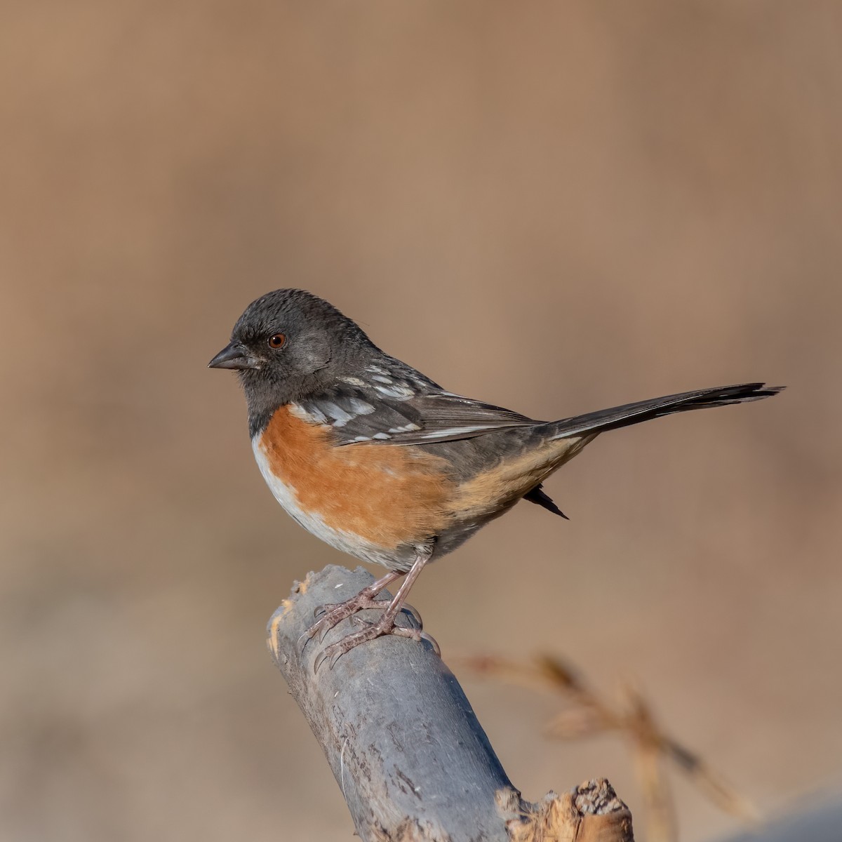 Spotted Towhee - Ron Riley