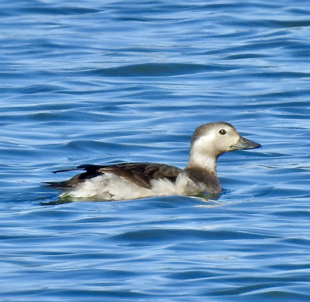 Long-tailed Duck - Van Remsen