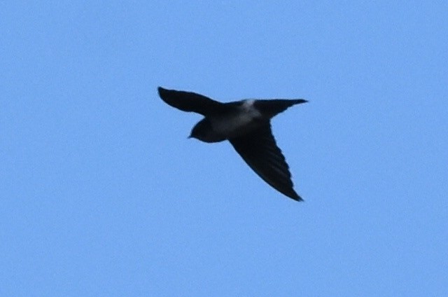 Violet-green Swallow - Caleb Strand