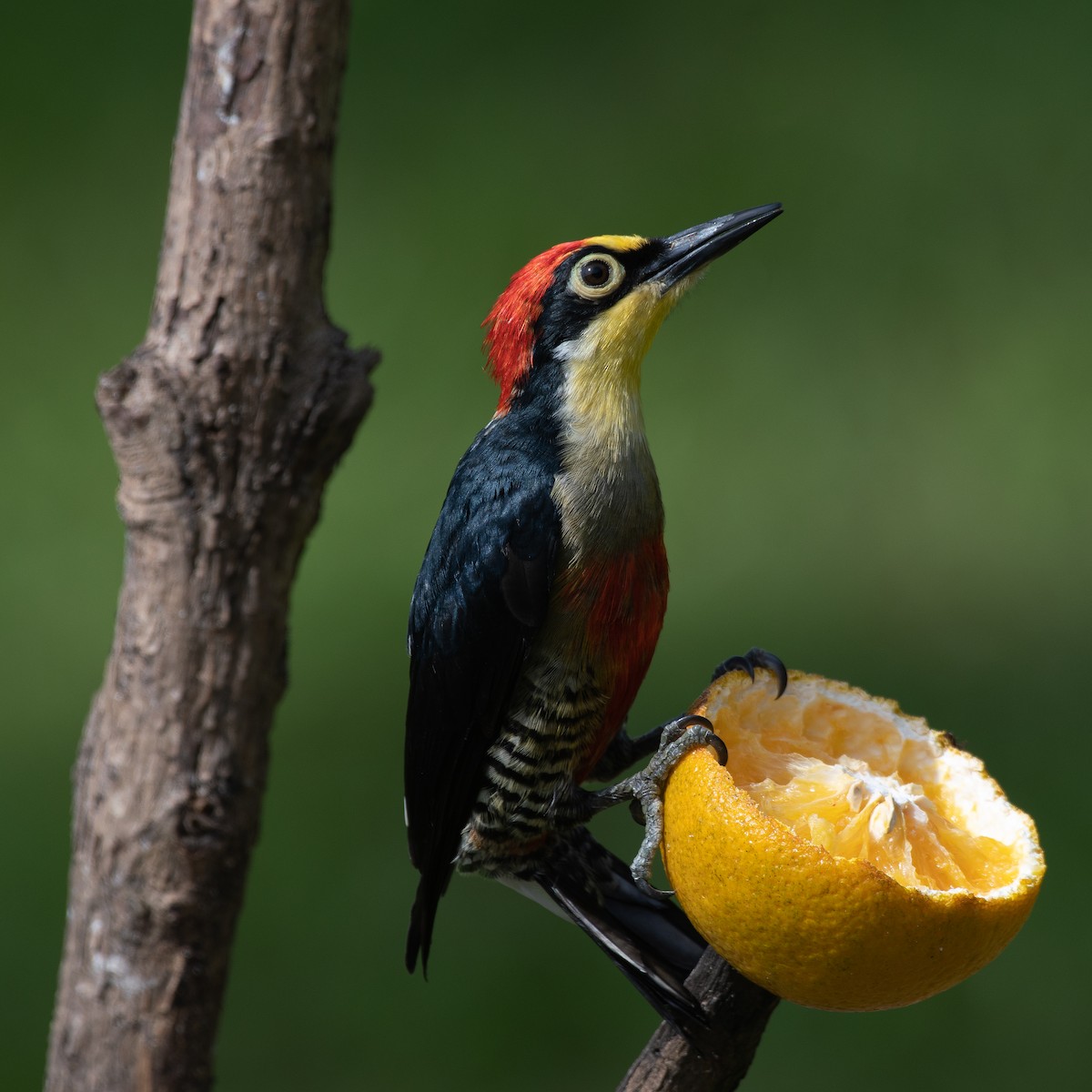 Yellow-fronted Woodpecker - Daniel Hinckley | samazul.com