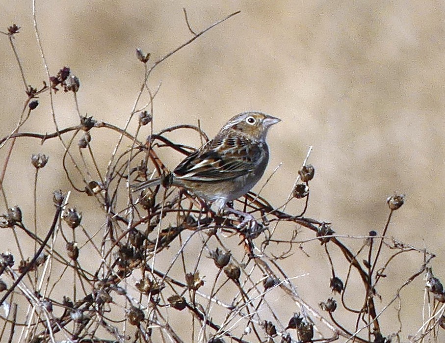 Grasshopper Sparrow - ML277189541