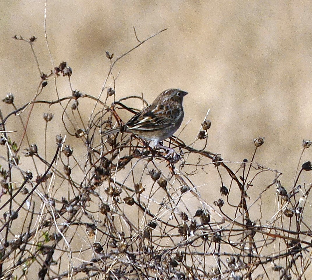 Grasshopper Sparrow - ML277189591
