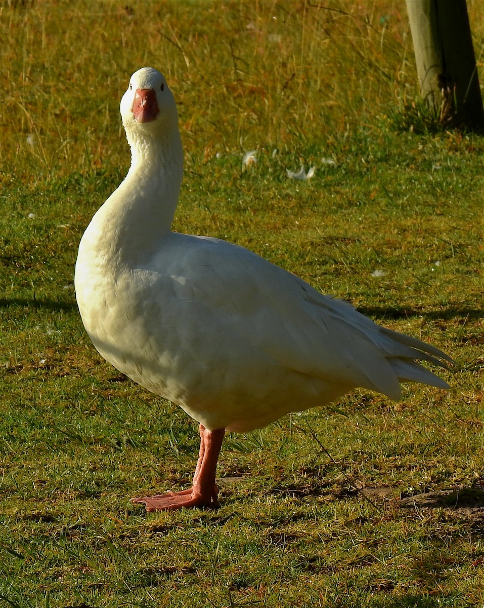 Graylag Goose (Domestic type) - ML277191561