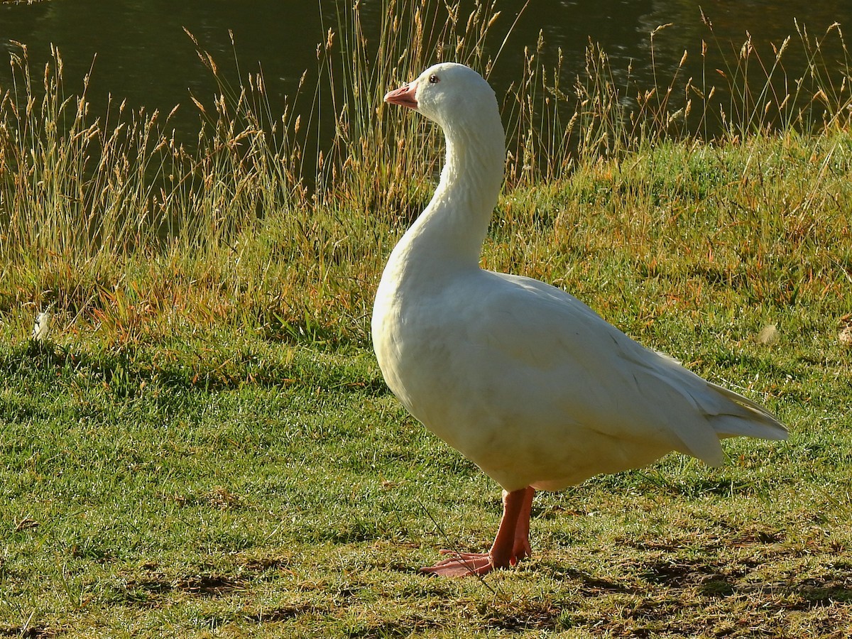 Graylag Goose (Domestic type) - ML277191581