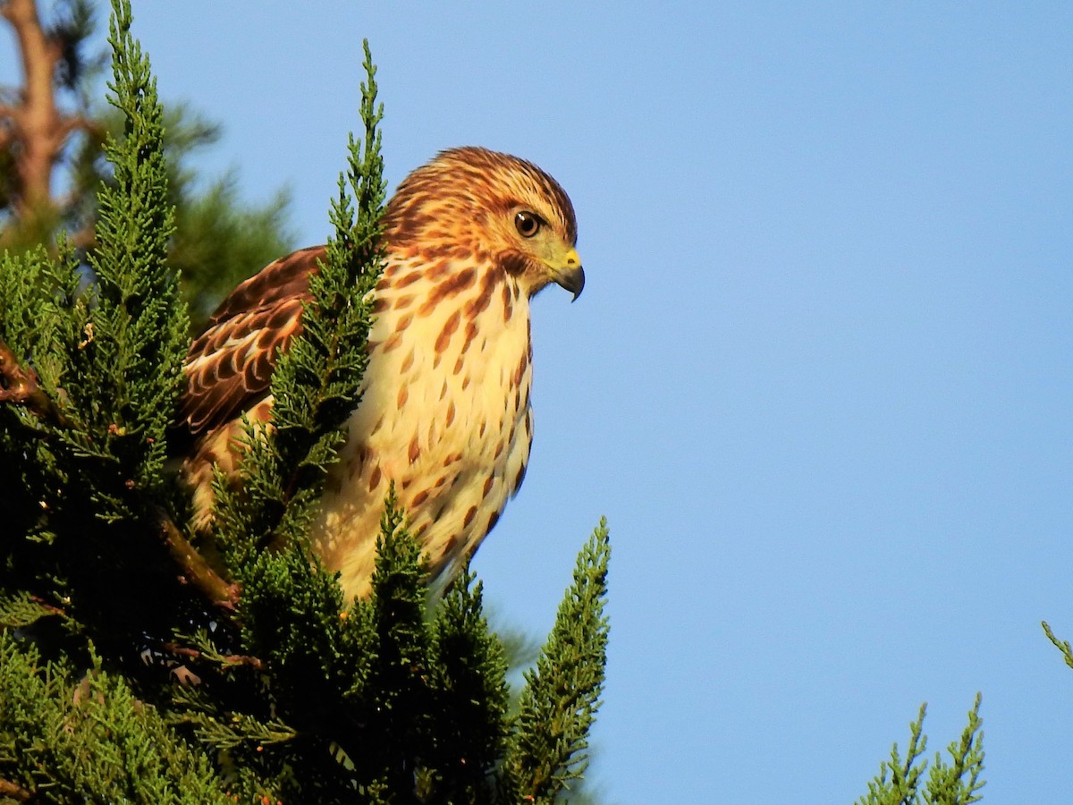 Broad-winged Hawk - Pablo Casallas (www.birdingtimescolombia.com)
