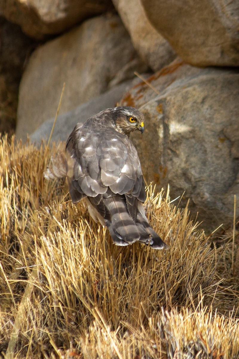 Eurasian Sparrowhawk - Gurmet Stanba