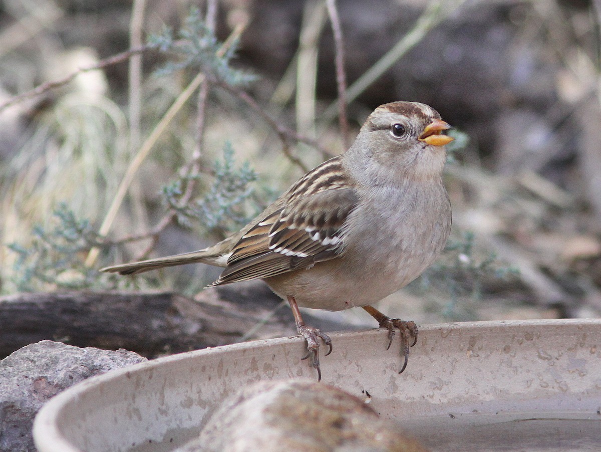 White-crowned Sparrow - Randy Pinkston