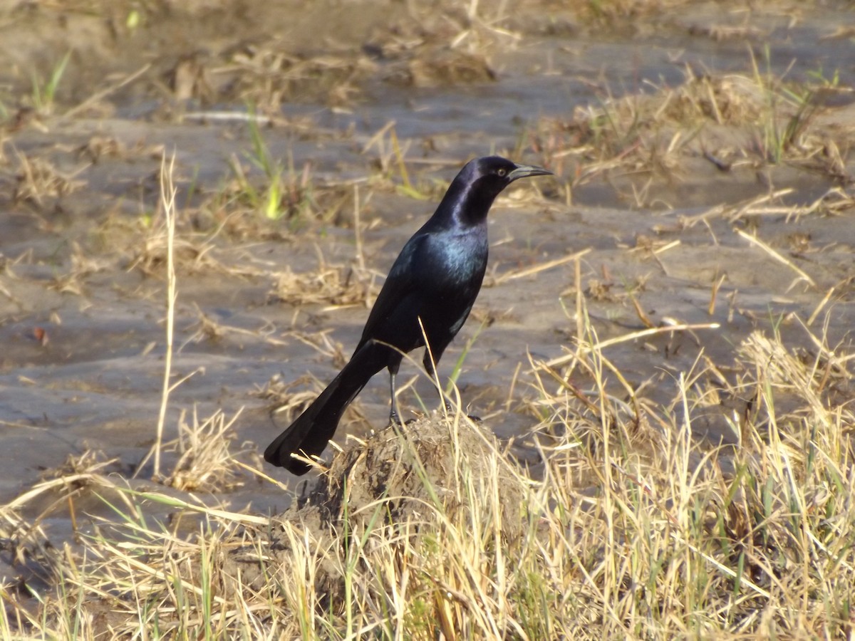 Boat-tailed Grackle - Kevin Christman
