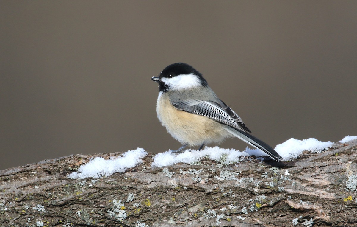 Black-capped Chickadee - Diane St-Jacques