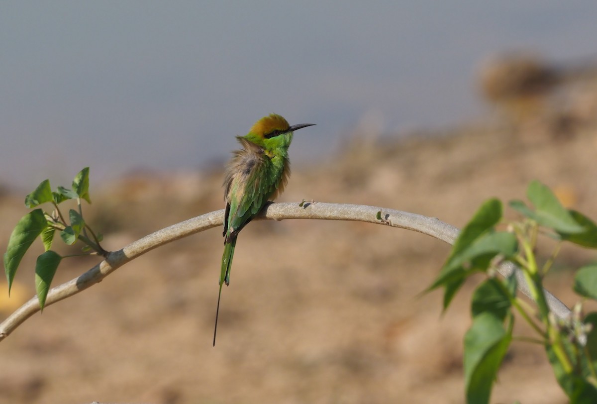 Asian Green Bee-eater - ML277205031
