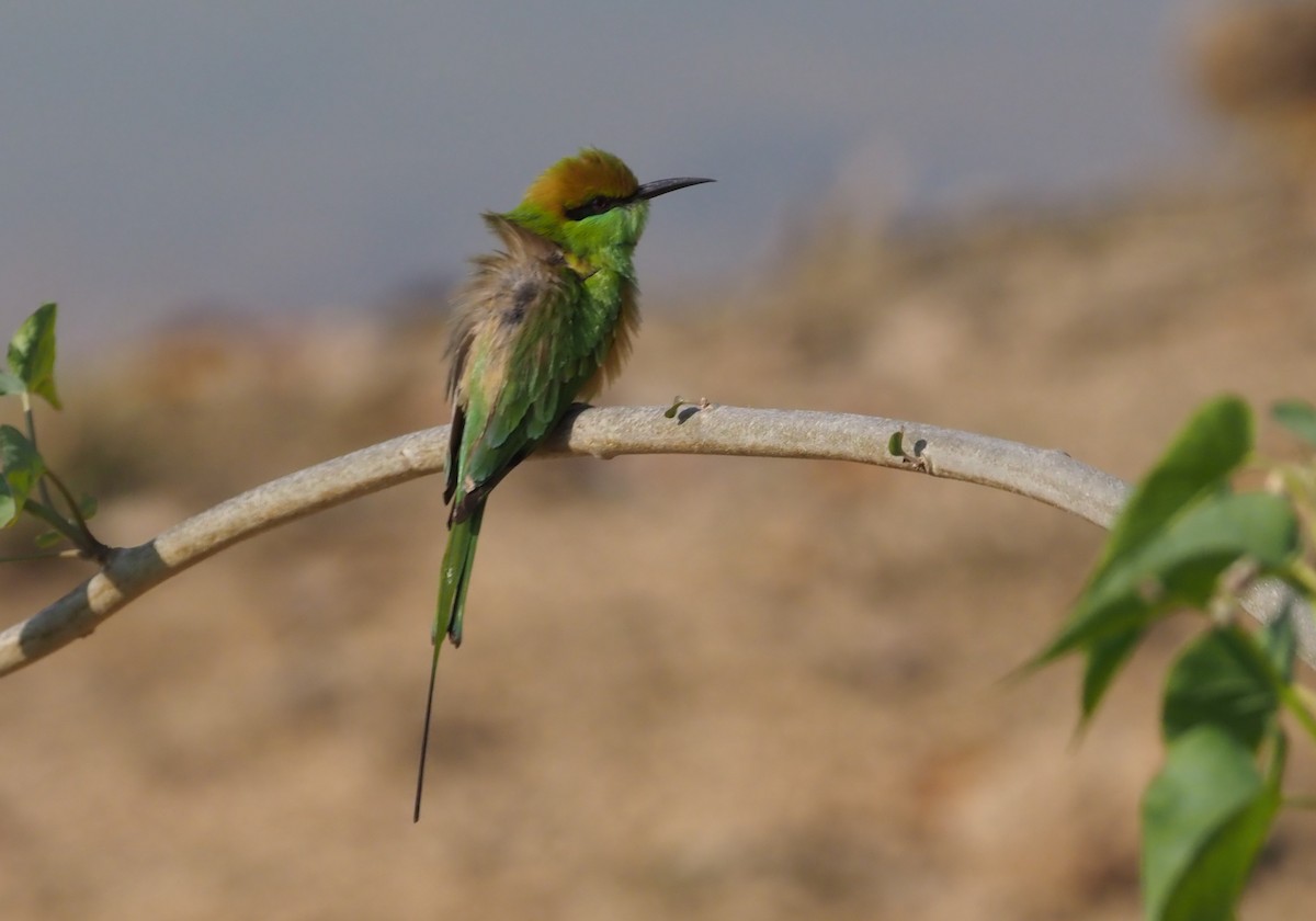 Asian Green Bee-eater - ML277205251