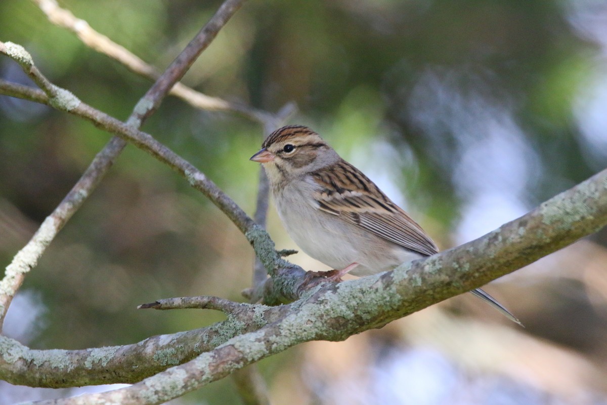 Chipping Sparrow - ML277206751