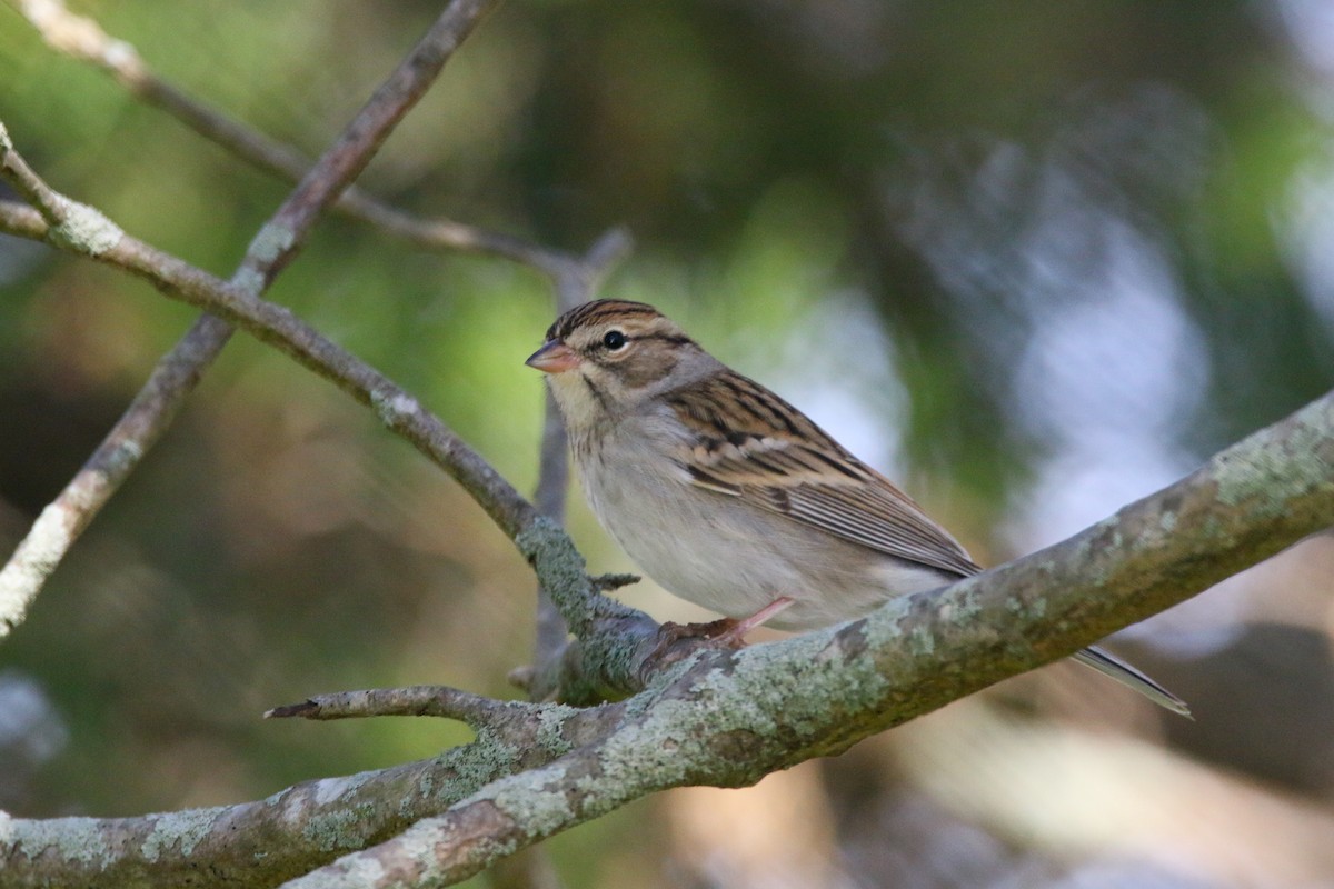Chipping Sparrow - ML277206951