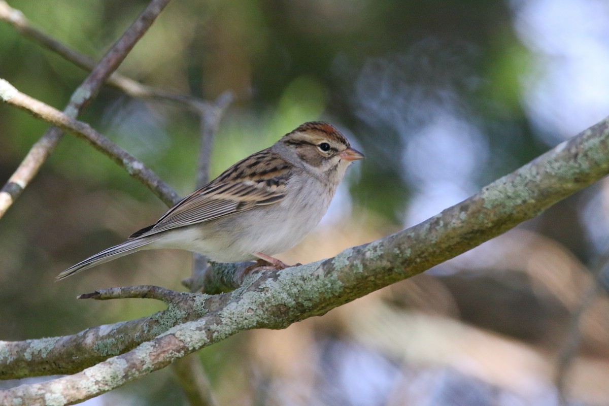 Chipping Sparrow - ML277206961
