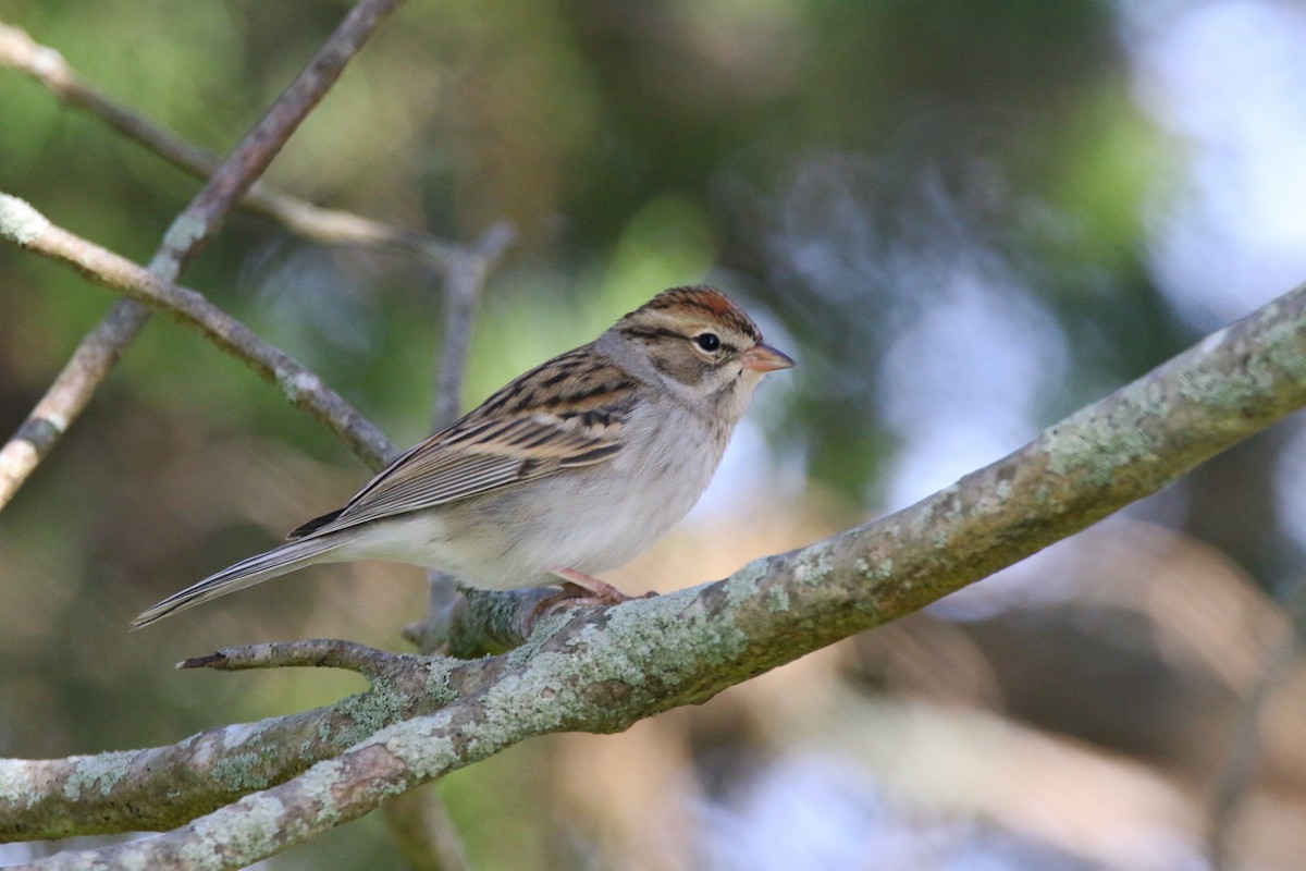Chipping Sparrow - ML277207011