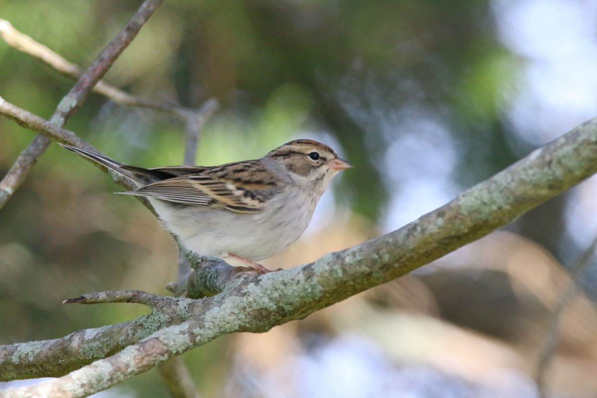 Chipping Sparrow - ML277207031