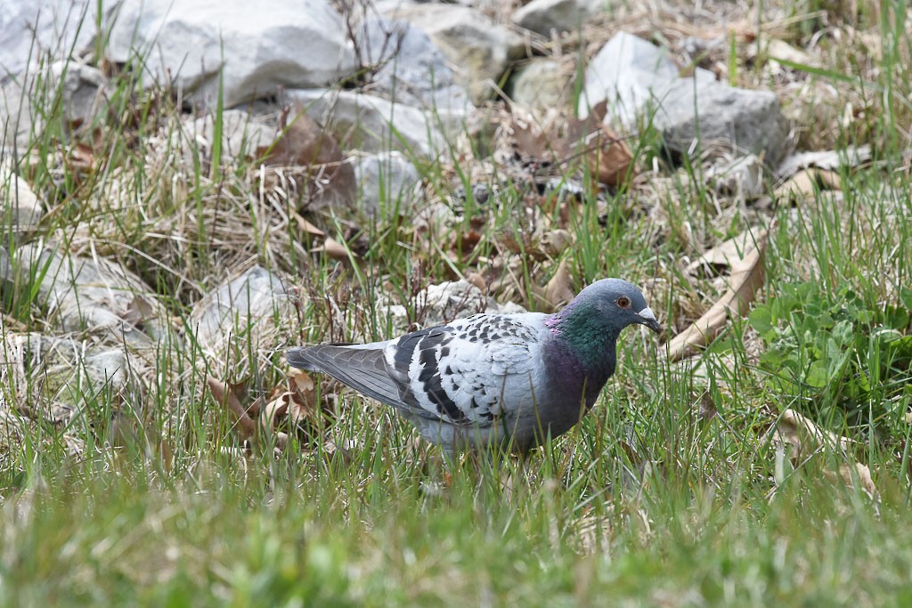 Rock Pigeon (Feral Pigeon) - Anthony Vanderheyden
