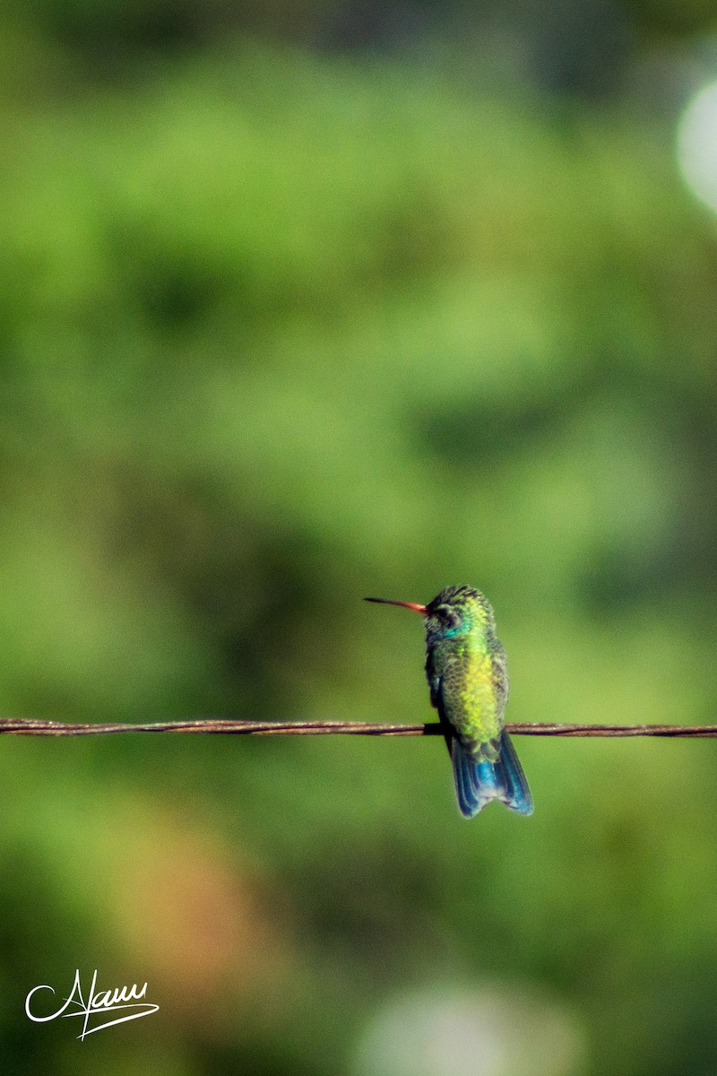 Broad-billed Hummingbird - Alam Martínez