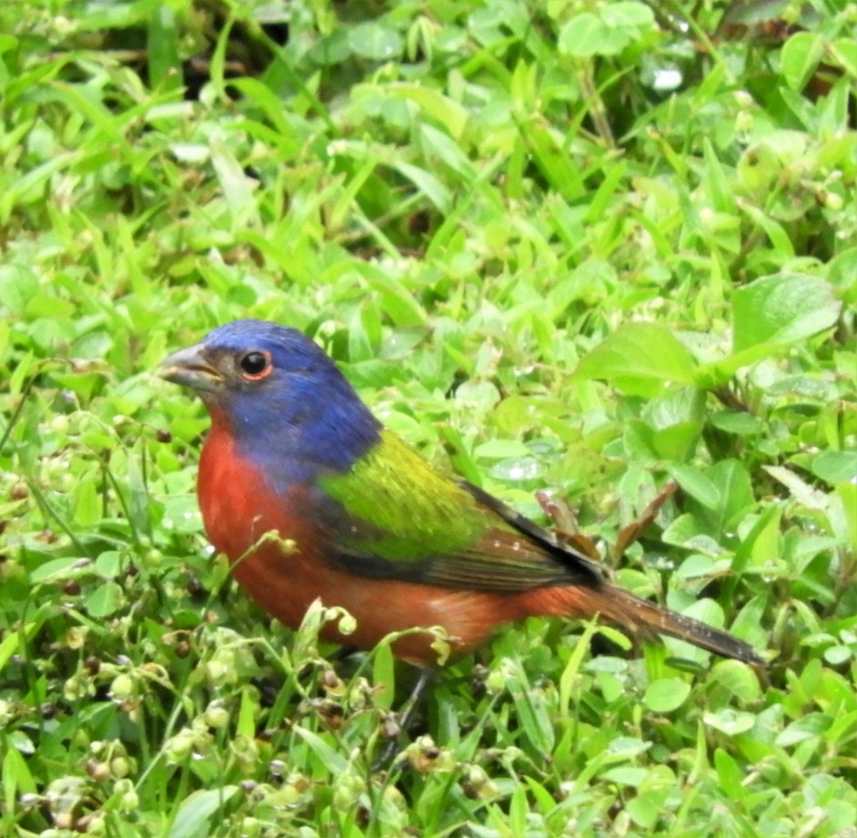 Painted Bunting - Sheila Nale
