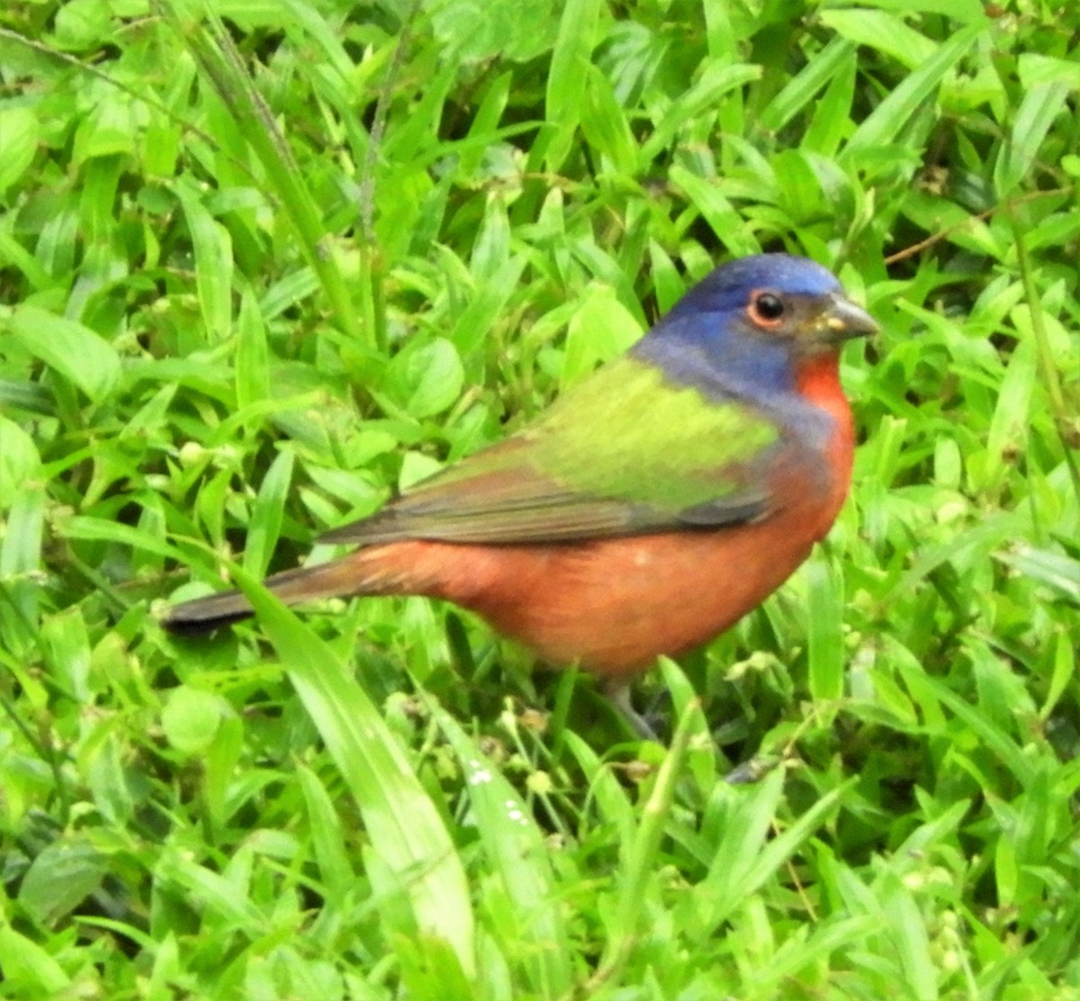 Painted Bunting - Sheila Nale