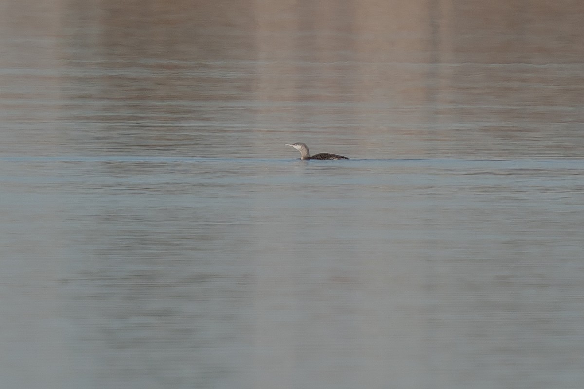 Red-throated Loon - ML277222151