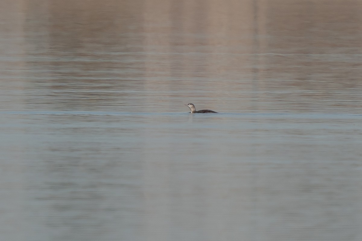 Red-throated Loon - ML277222161