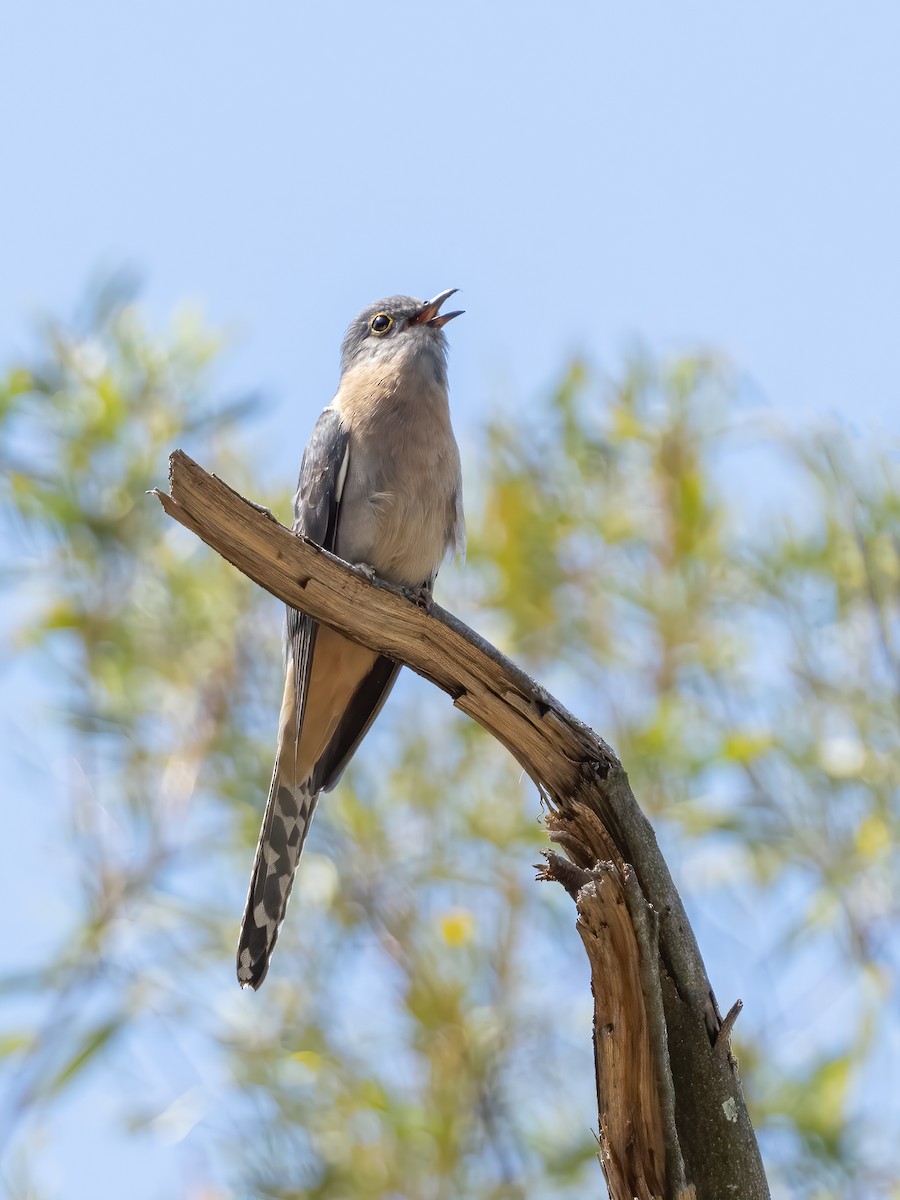 Fan-tailed Cuckoo - Peter Higgins