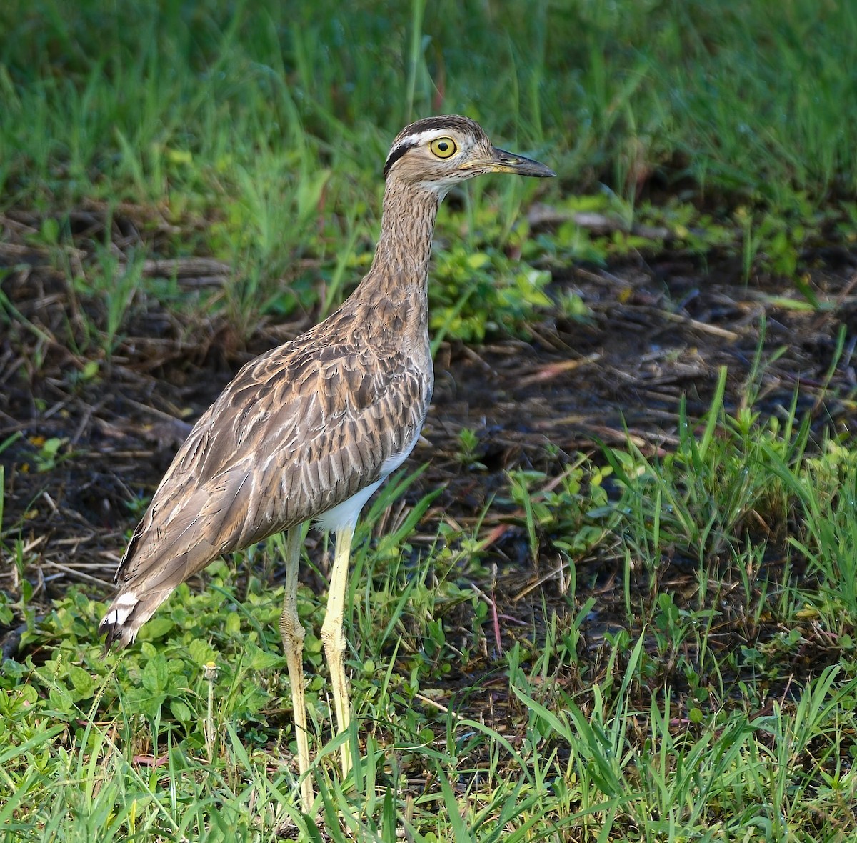 Double-striped Thick-knee - ML277225401