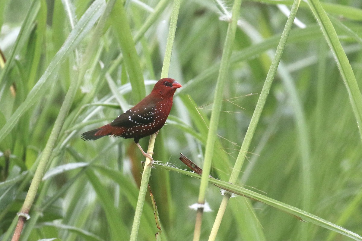 Red Avadavat (Red-bellied) - Jens Toettrup