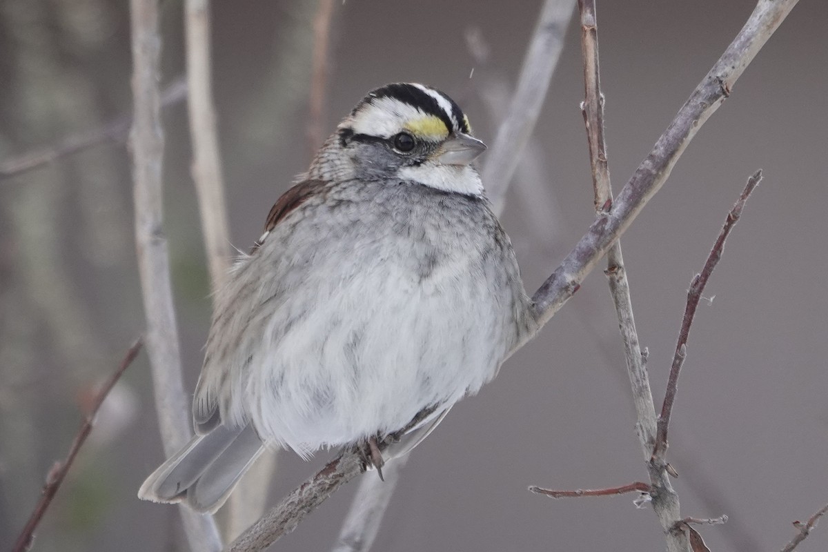 White-throated Sparrow - ML277227141