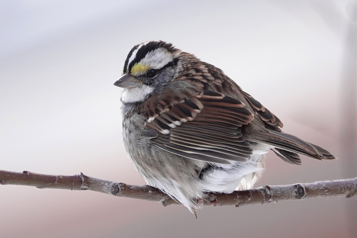 White-throated Sparrow - ML277227421