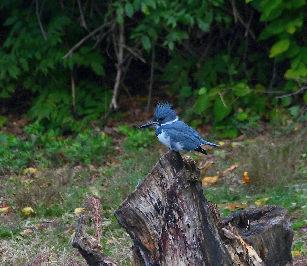 Belted Kingfisher - Eric Titcomb