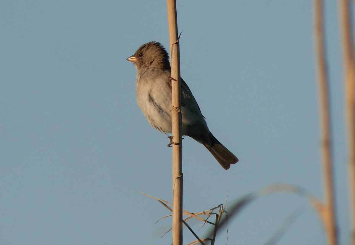 Southern Gray-headed Sparrow - Alexander Lees