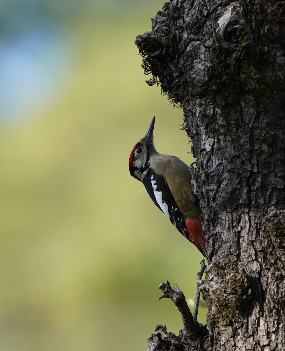 Himalayan Woodpecker - Kunal Bamby