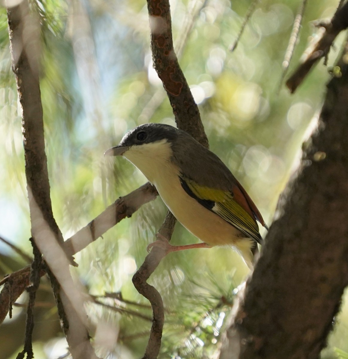 White-browed Shrike-Babbler (Himalayan) - ML277233771
