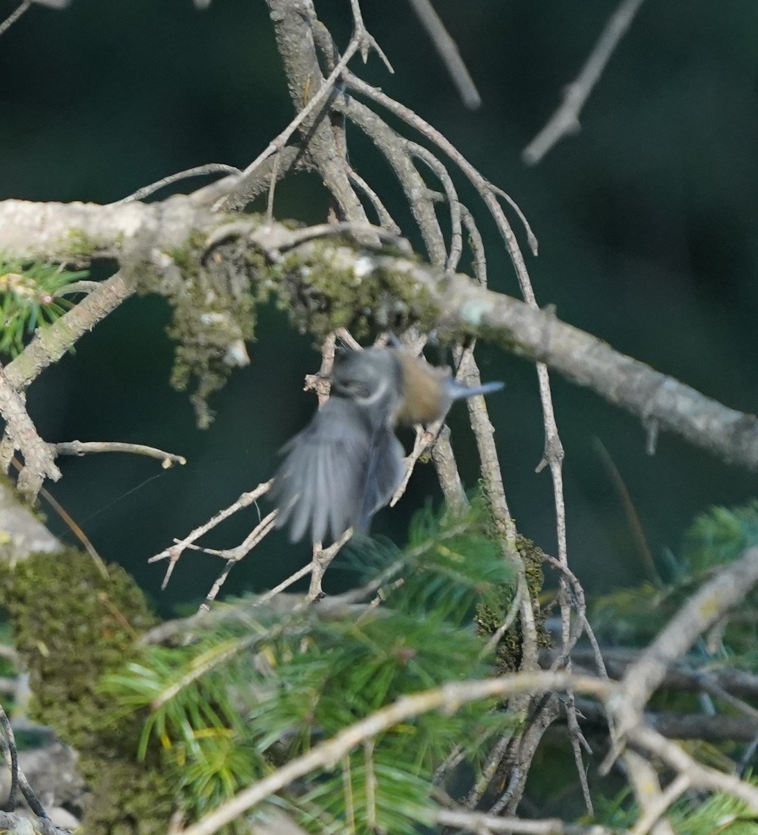 Gray-crested Tit - ML277234111