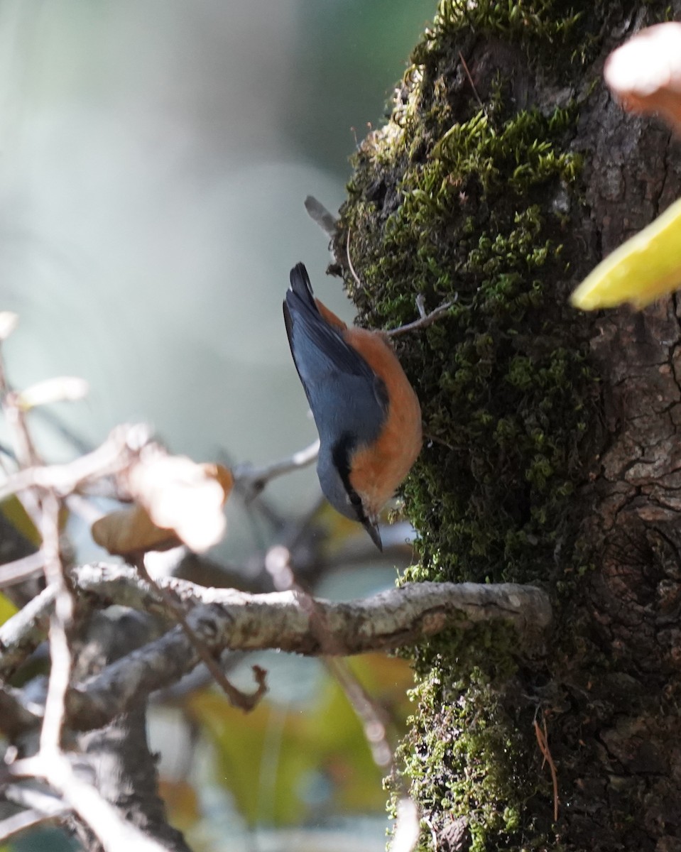 White-tailed Nuthatch - ML277234161