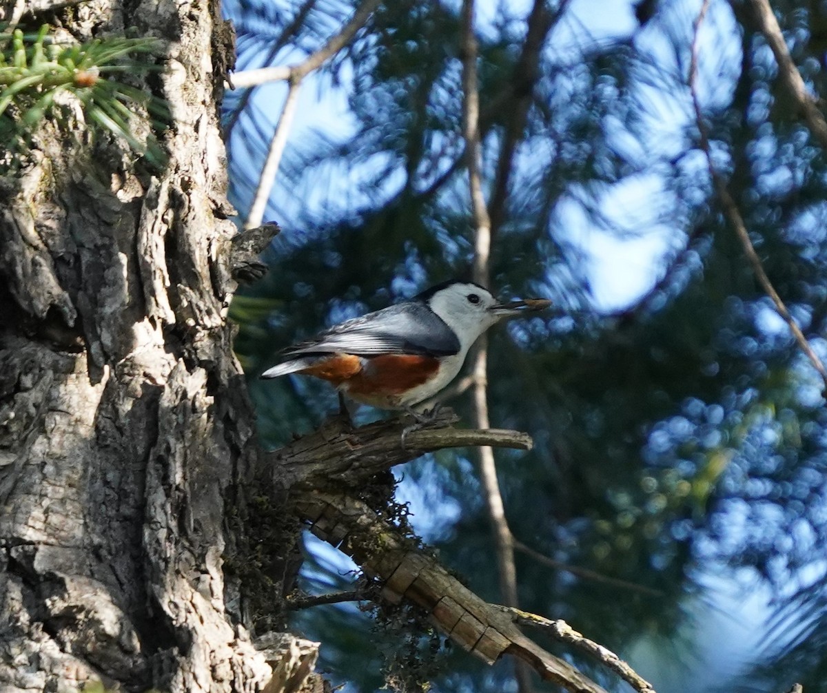 White-cheeked Nuthatch - ML277234241