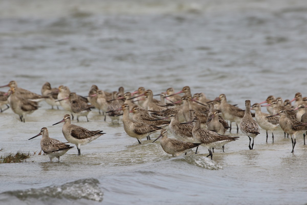 eBird Australia Checklist - 22 Sep 2020 - Toorbul High Tide Roost - 40 ...