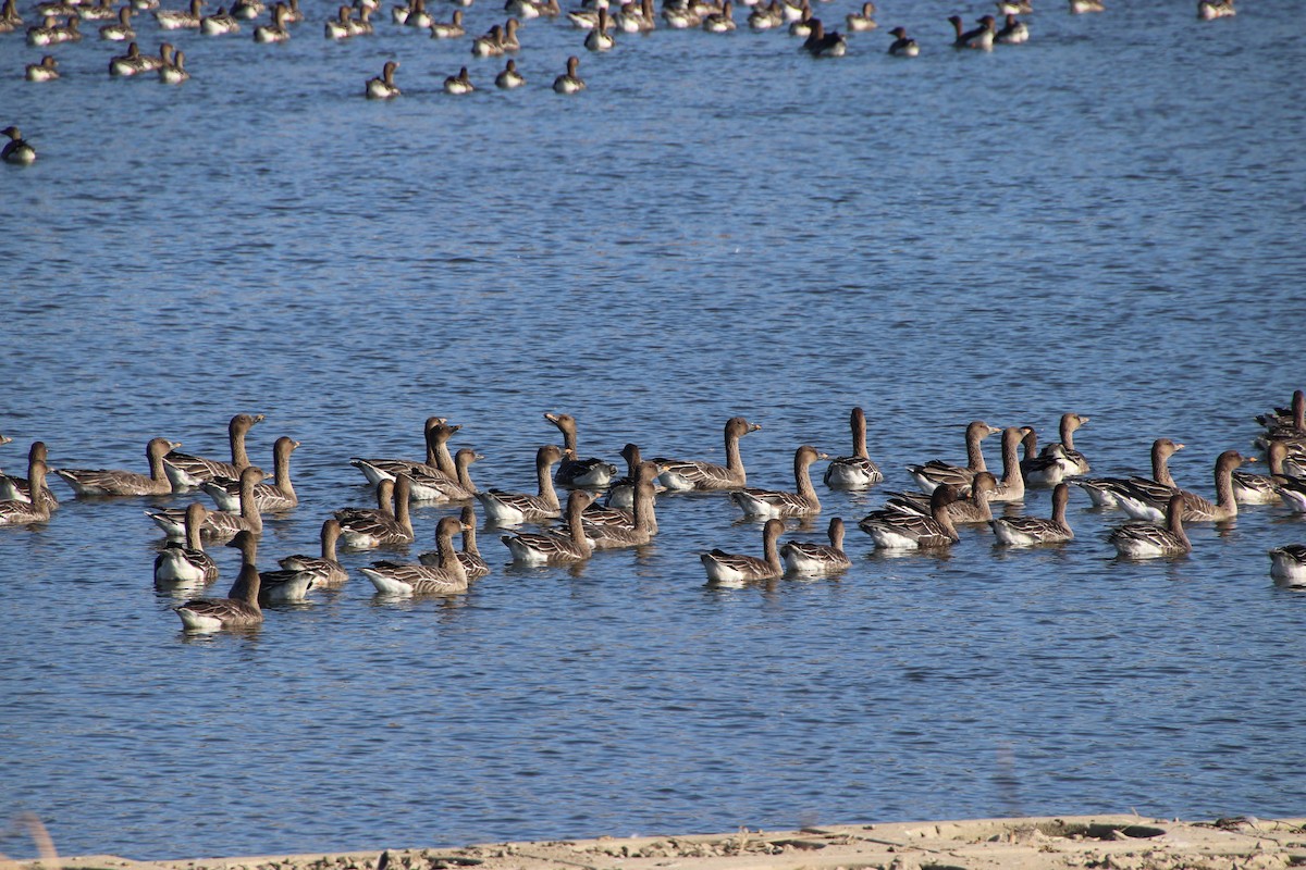 eBird Checklist - 4 Nov 2020 - 의왕 왕송저수지 Wangsong/Uiwang Reservoir - 26 ...