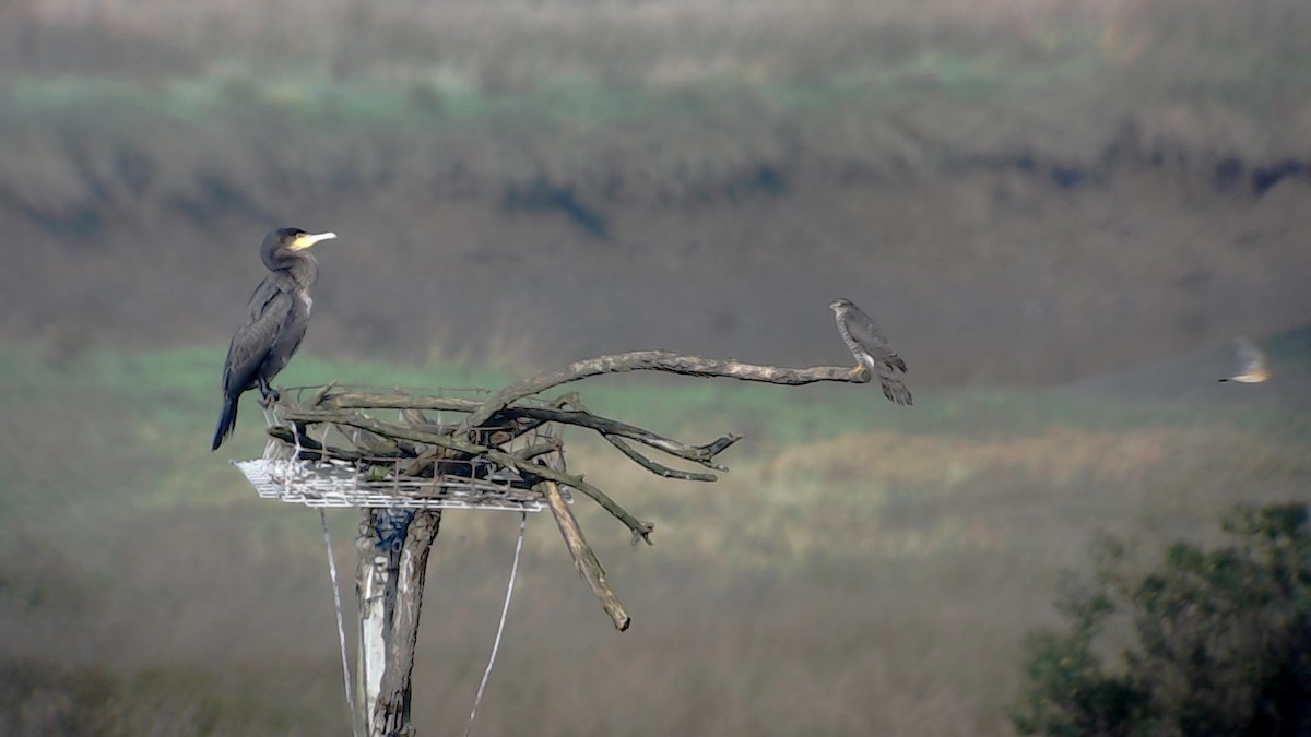 Eurasian Sparrowhawk - Urdaibai  Bird Center
