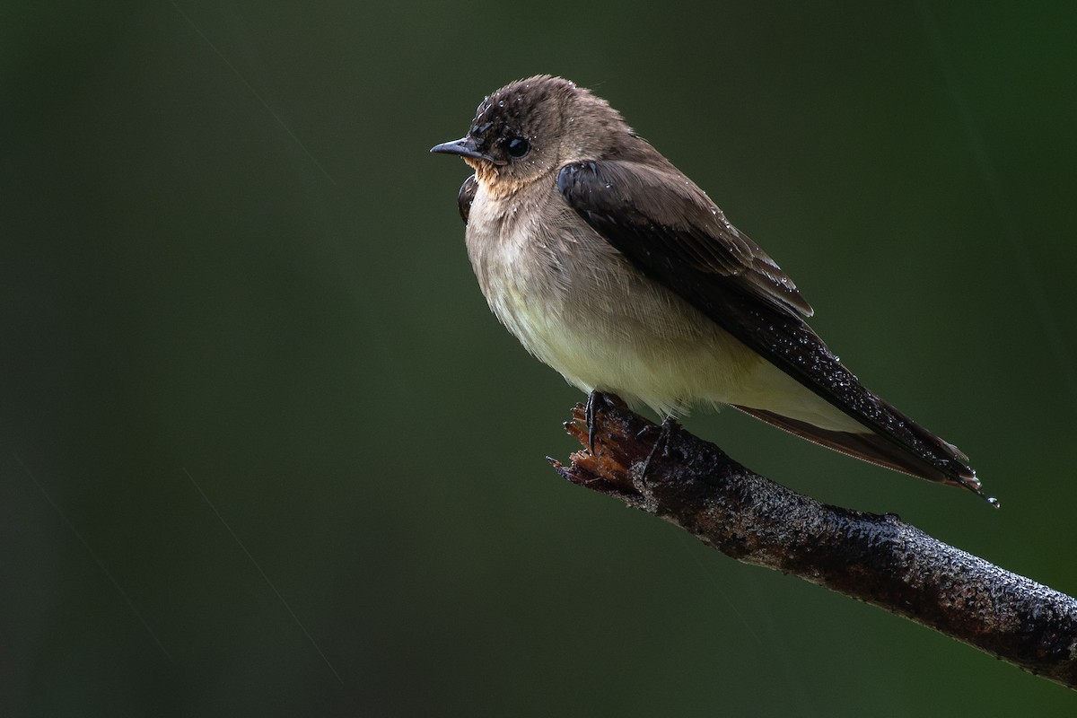 Southern Rough-winged Swallow - Daniel Hinckley | samazul.com