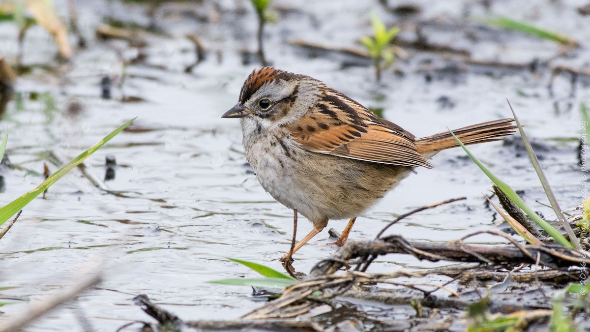 Swamp Sparrow - Charlie Shields