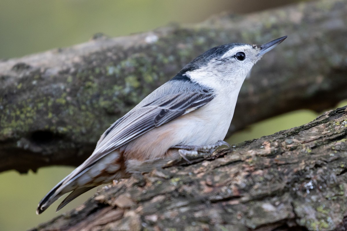 White-breasted Nuthatch - R M