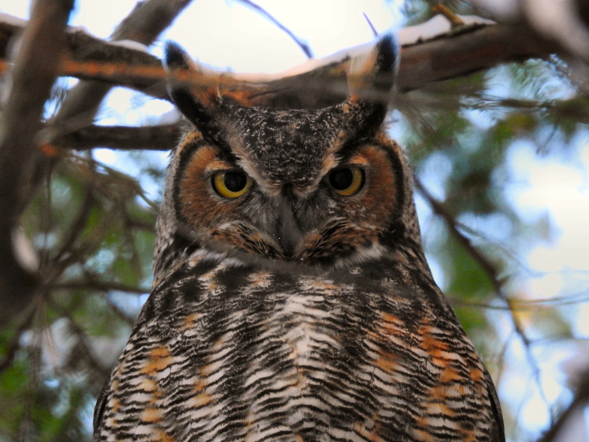 Great Horned Owl - ML277255241