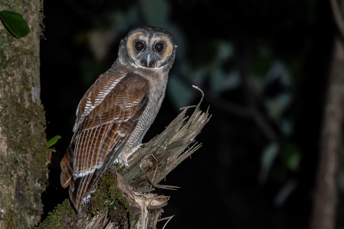Brown Wood-Owl - ML277259151