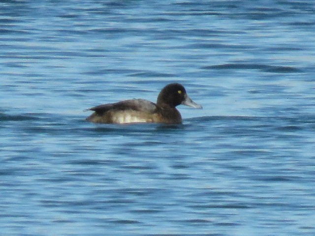 Greater Scaup - ML277263681