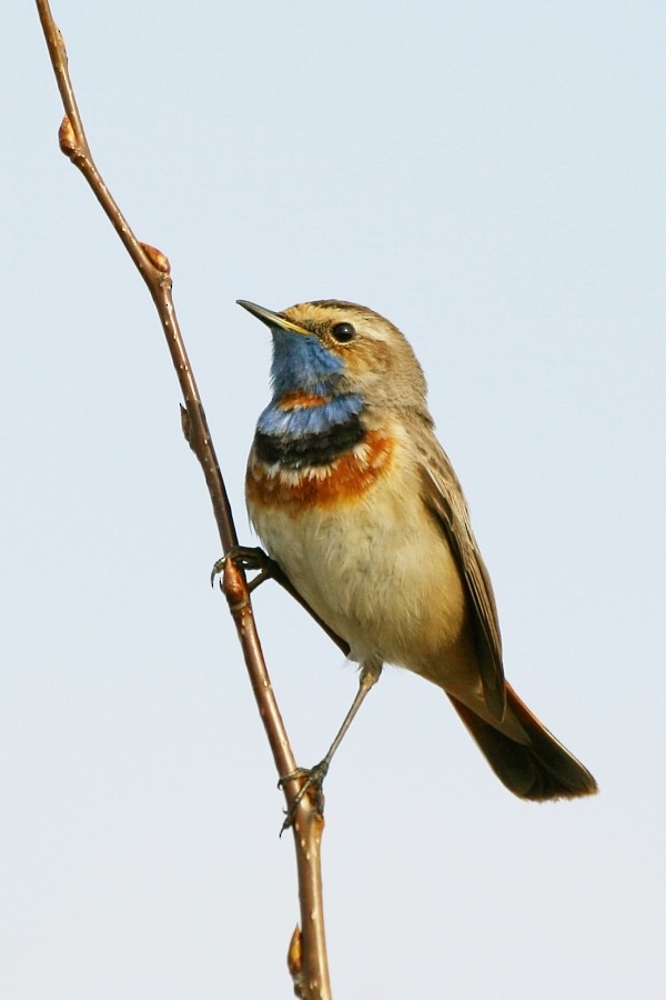 Bluethroat (Red-spotted) - ML277272241